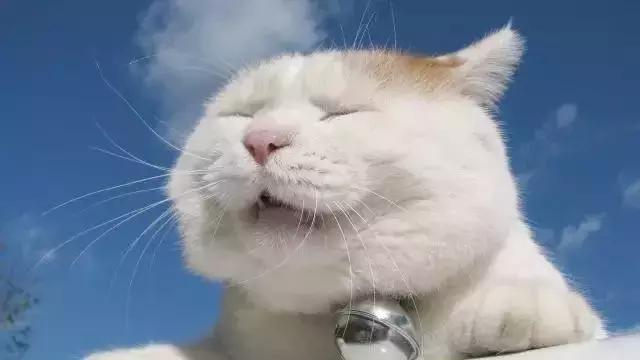 各国海关禁止携带入境物品,最新海关限制进出境的物品