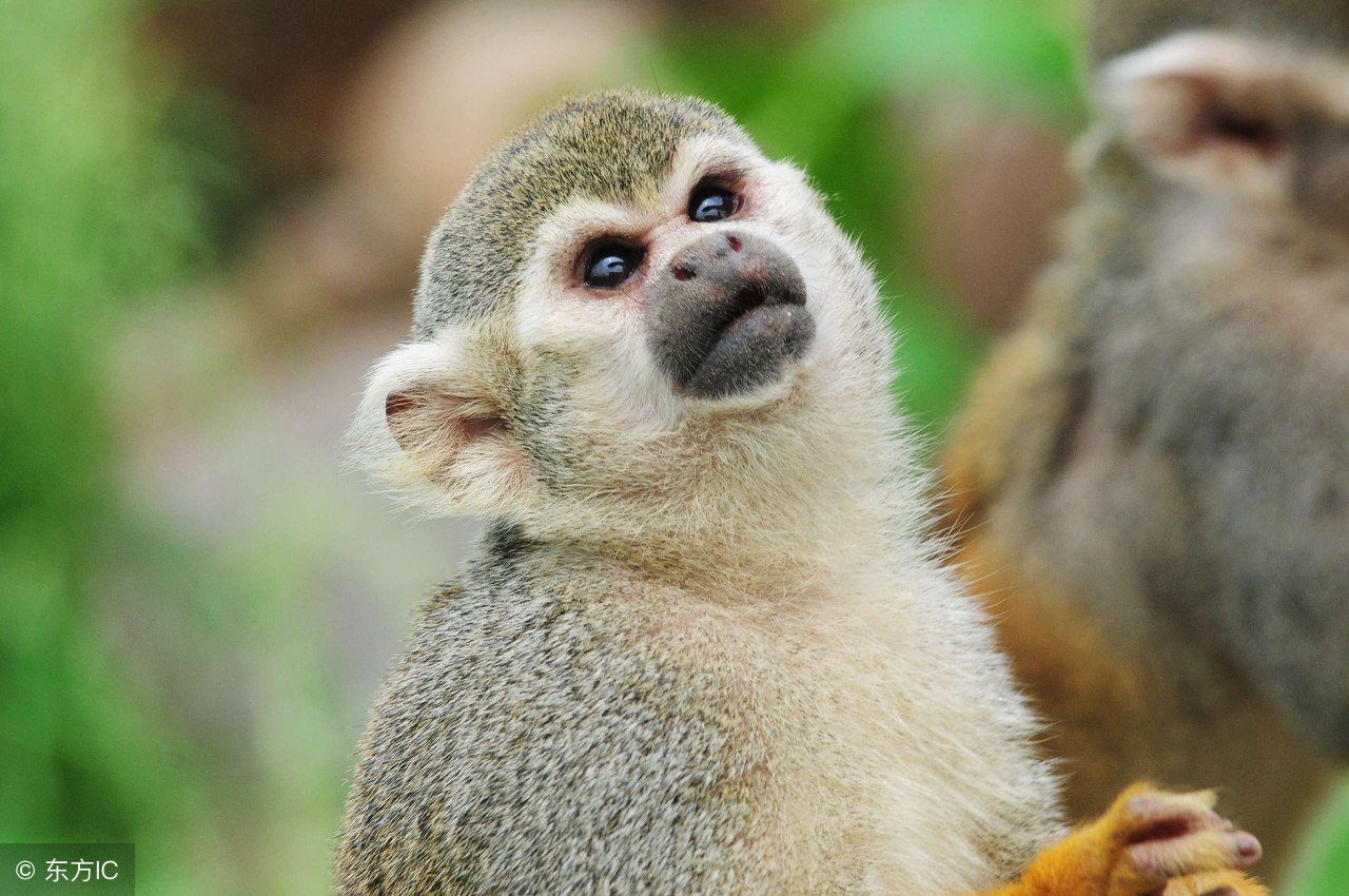 大金猴未来一个月运势,大金猴未来三年运势