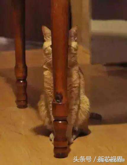 爱踢足球的猫,微笑的猫咪