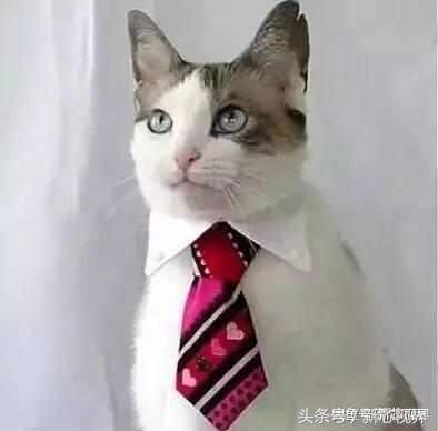 爱踢足球的猫,微笑的猫咪