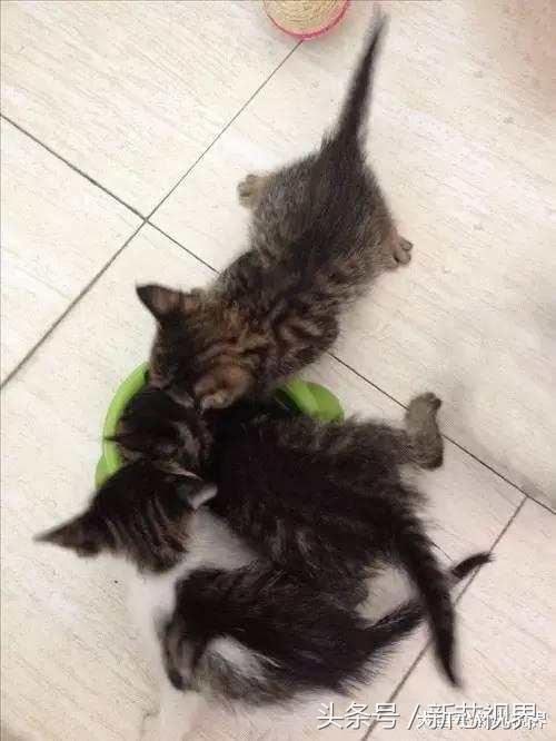 爱踢足球的猫,微笑的猫咪