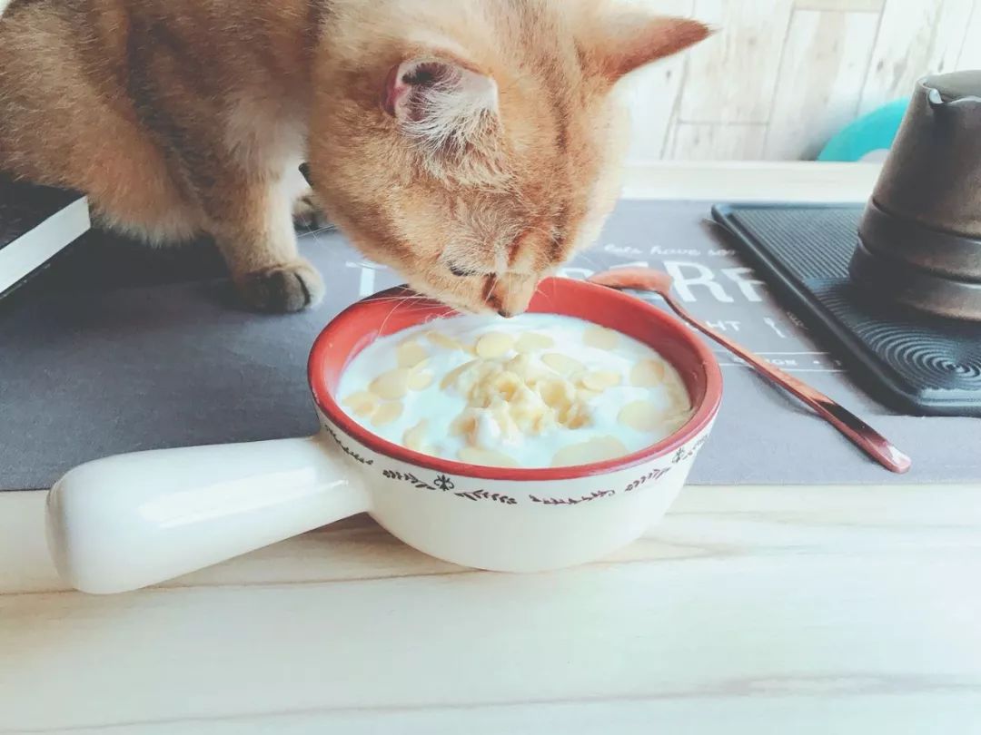 D155：留恋知识的酸奶~当榴莲遇到芝士酸奶，你将被打开新世界大门