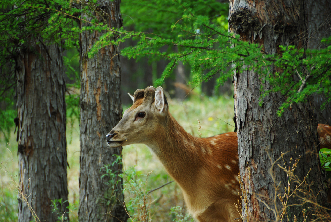瑰丽与发展并存，机遇助东丰五彩鹿乡采风记之总结篇