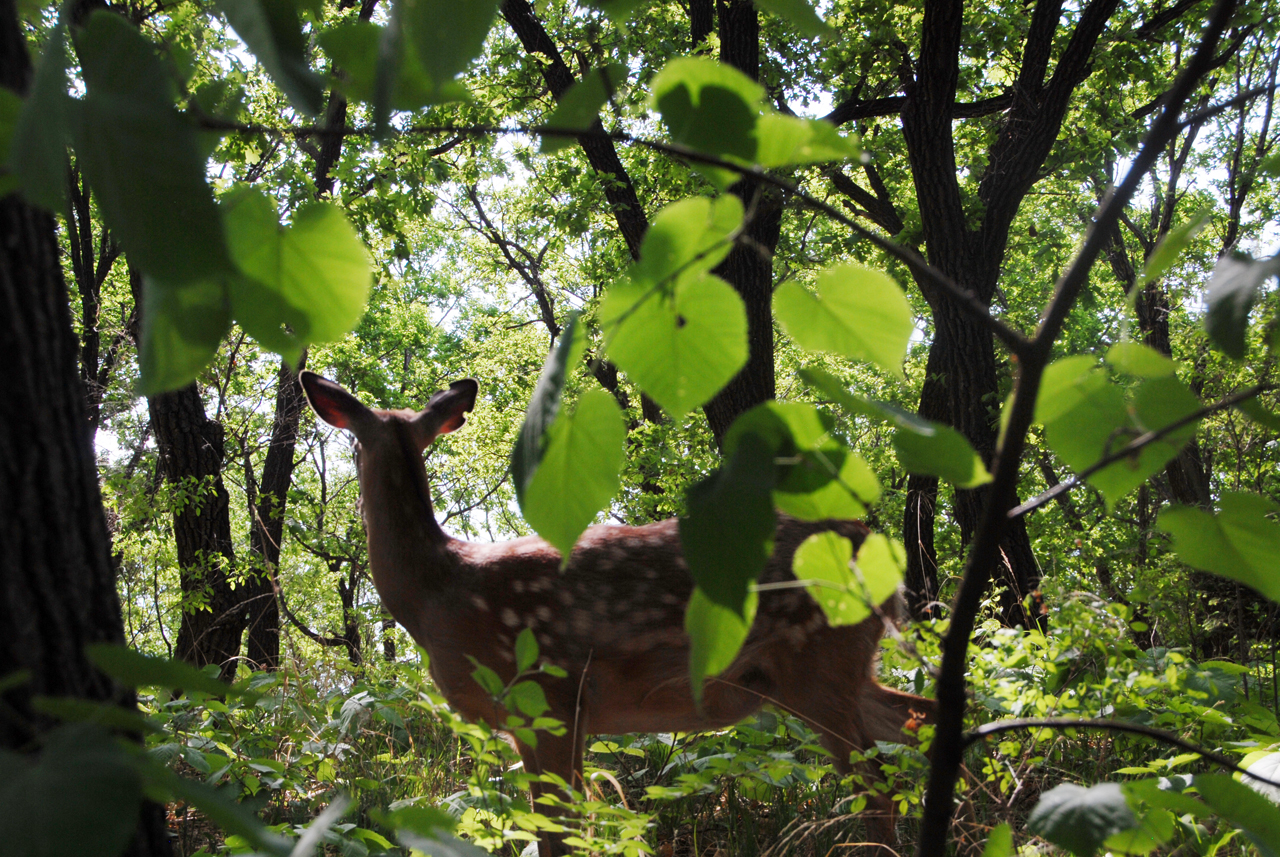 瑰丽与发展并存，机遇助东丰五彩鹿乡采风记之总结篇