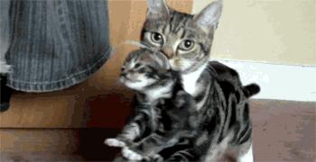 社群5月榜丨为什么掐住猫的后脖颈,它就动不了了?