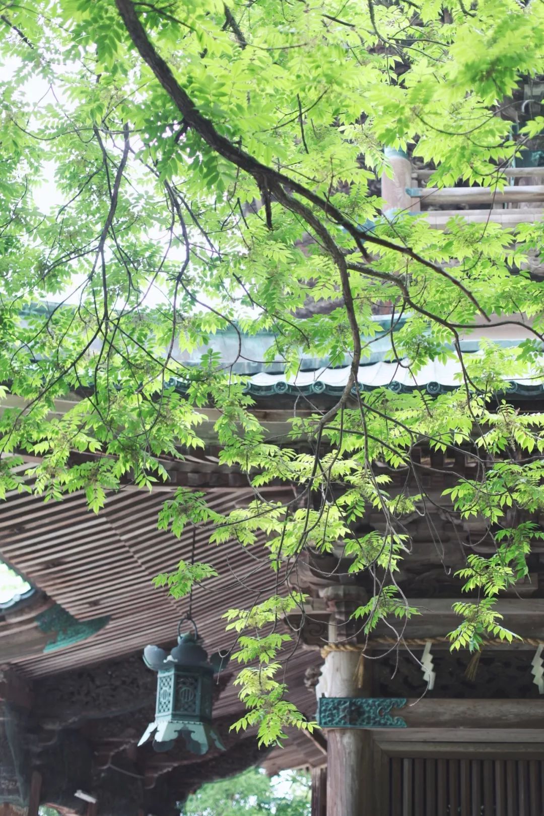 五天四晚适合去哪玩,适合五天四夜清静的旅行