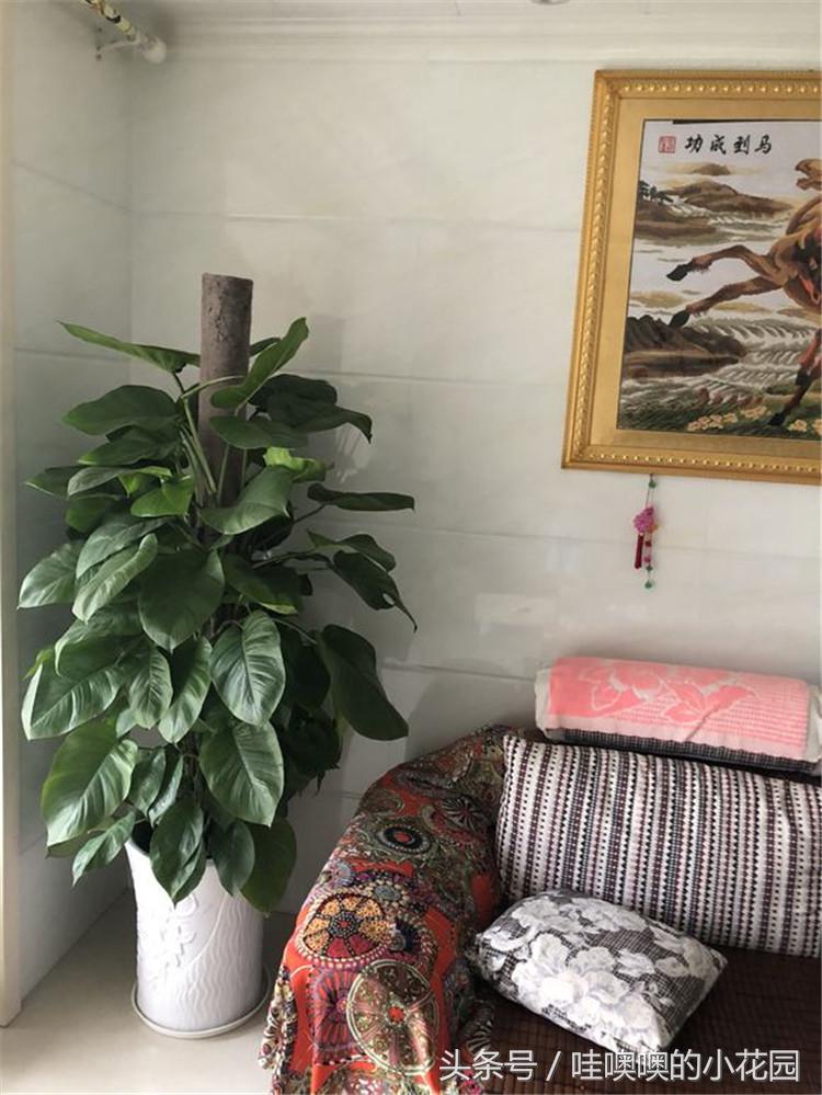 绿萝黄叶掉叶小妙招,绿萝疯狂长藤怎么办