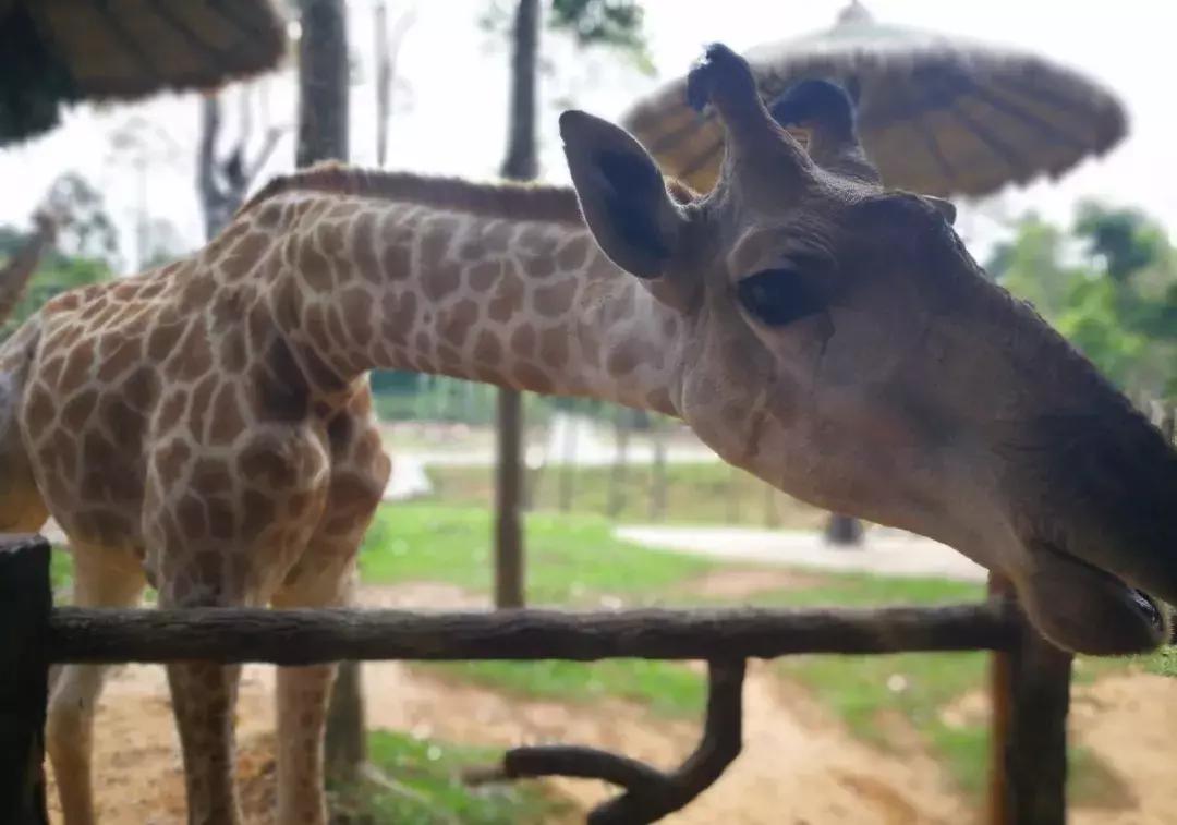 一个未被中国人攻陷的岛屿,4个免签的绝美海岛