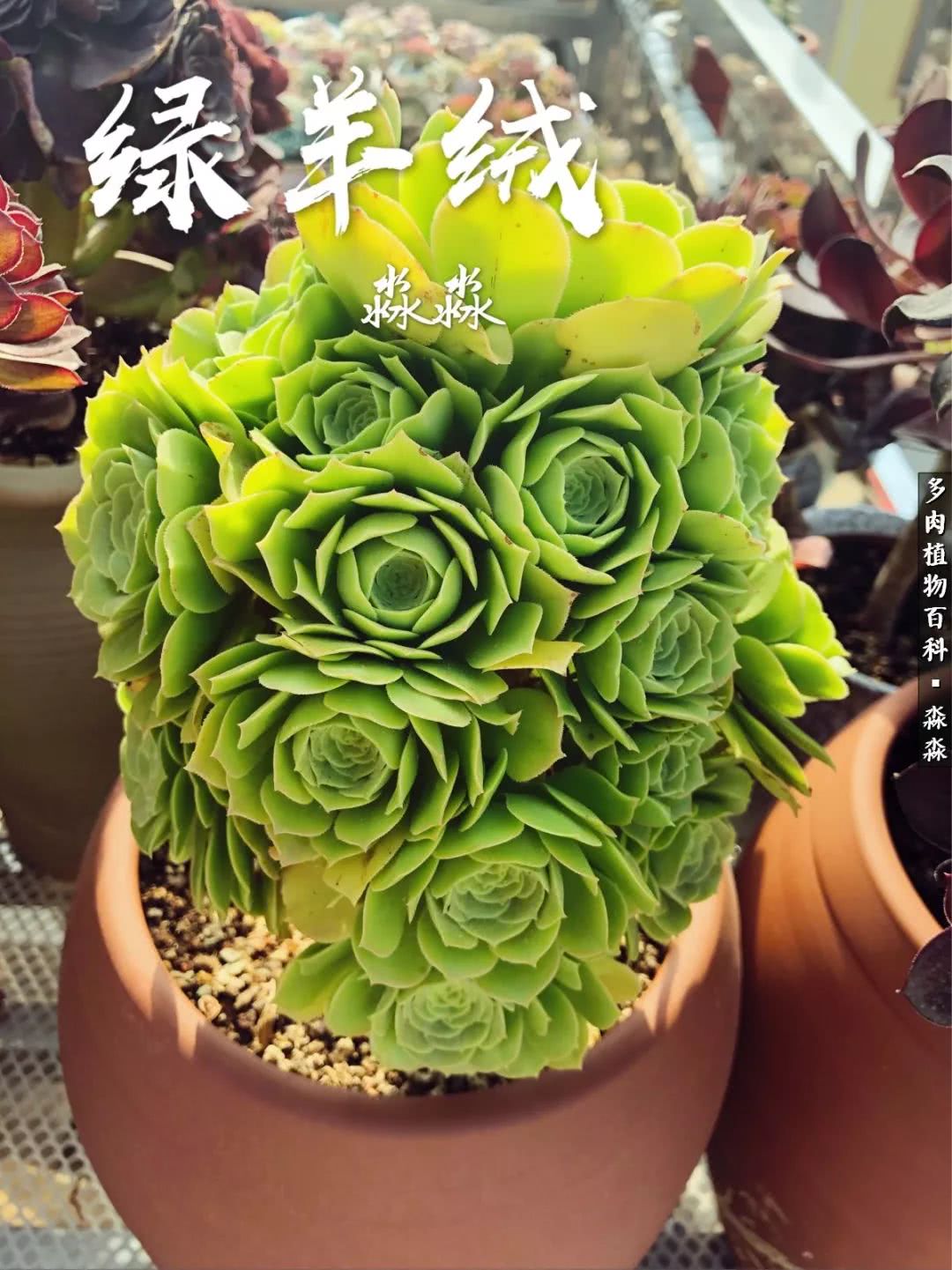 佛系养肉者,佛系养猫养狗人