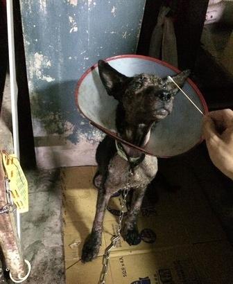 爱是最好的整容方式！狗狗身上长蛆发臭，惹人厌，半年后判若两狗