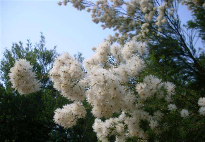 精华素成分表怎么看,bioactives