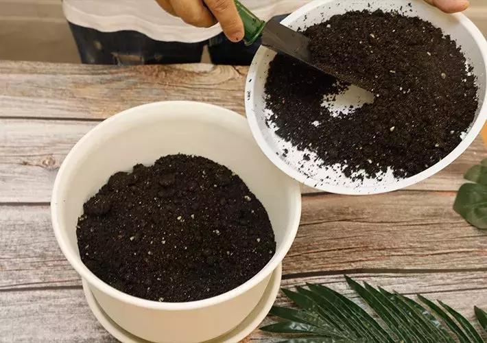 阳台种绿叶菜,适合阳台种的绿叶菜