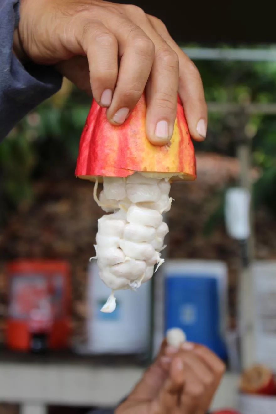 伦敦手工制作,带你看巧克力制作全过程