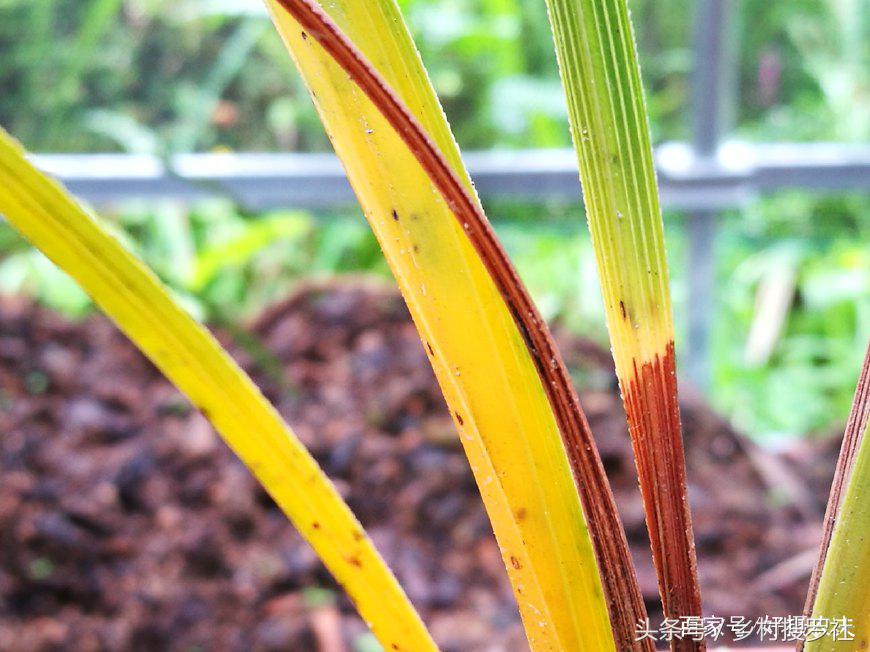 养兰花常见虫害有哪些图片,种植兰花应注意哪些问题视频