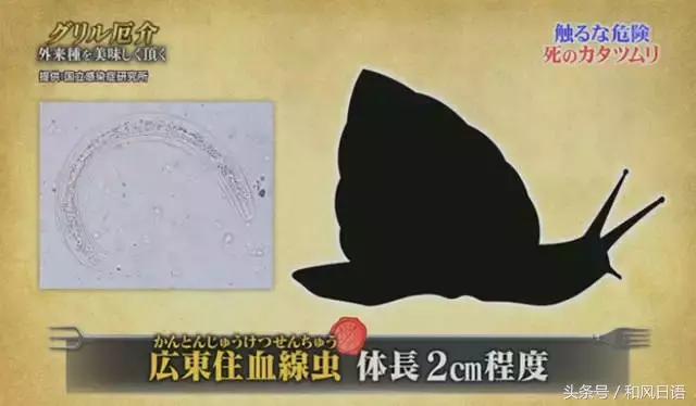 摸一下可能会死？！这个入侵日本的外来物种好可怕！