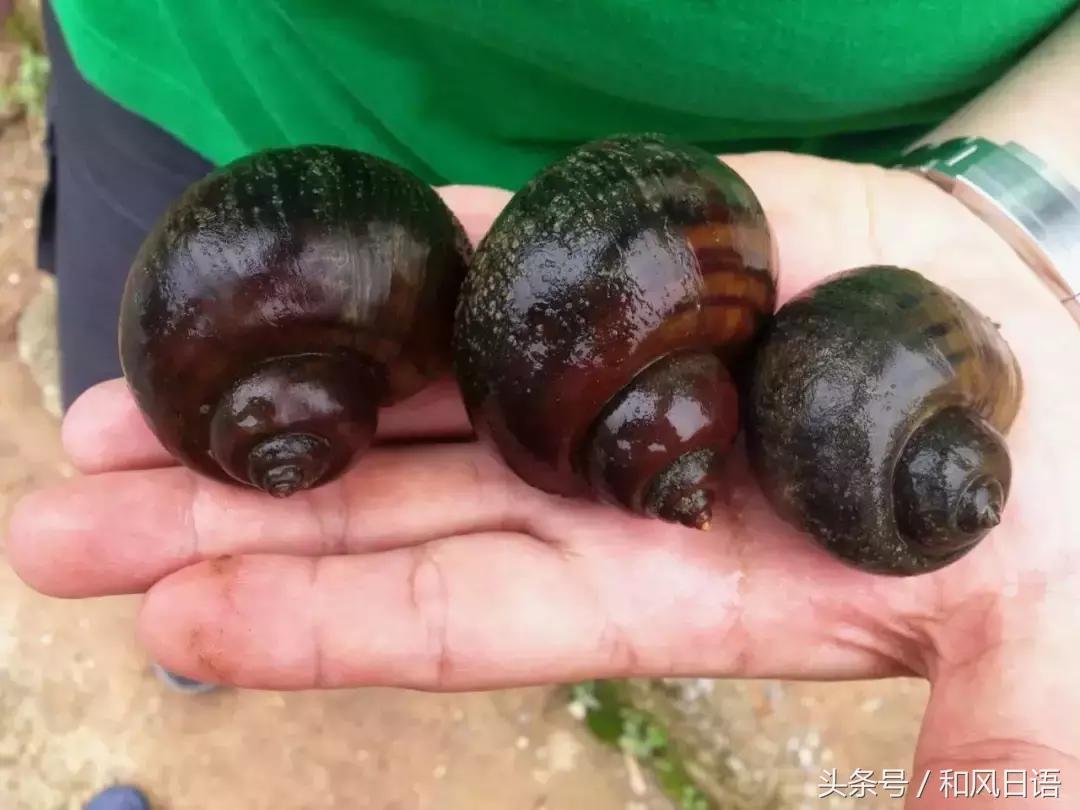 摸一下可能会死？！这个入侵日本的外来物种好可怕！