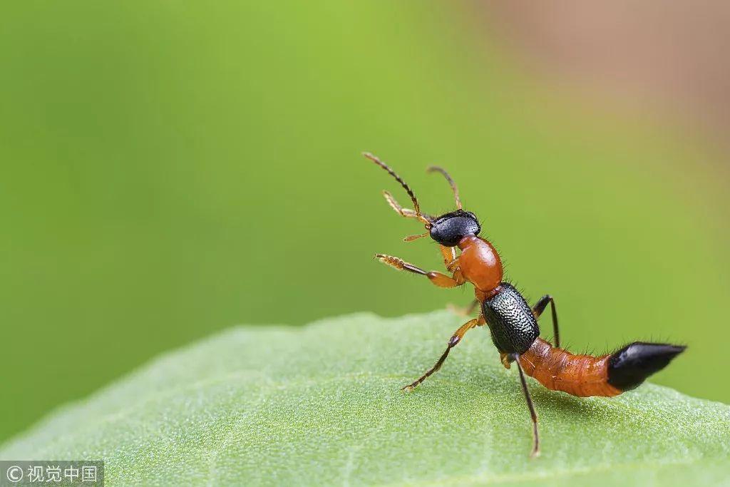 古人回复别来无恙,古人别来无恙怎么回复