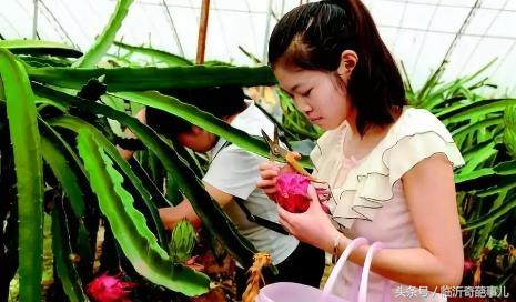 火龙果种出来的仙人掌能长大吗,仙人掌结的果实是火龙果