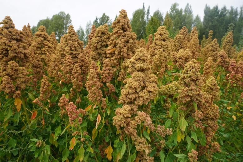 风靡全球的网红食物藜麦,新品藜麦