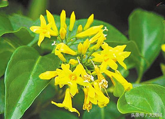 断肠草毒么,断肠草的毒可以解吗