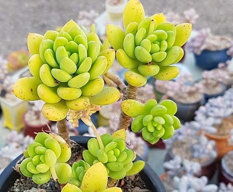 十种养不死的多肉,100种带香味的多肉品种