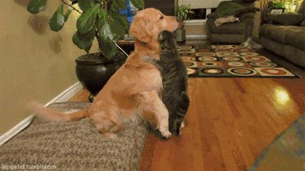 敲可爱的头衔,敲可爱头衔