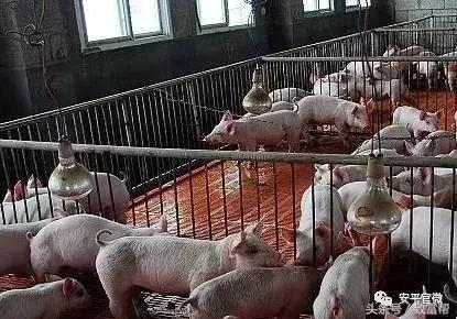 规模化大型沼气工程,对发展农村沼气的几点看法