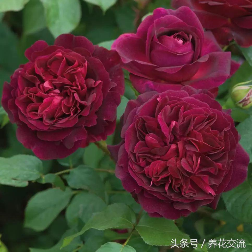 十种最香的月季花,花期300天又很香好养的月季花