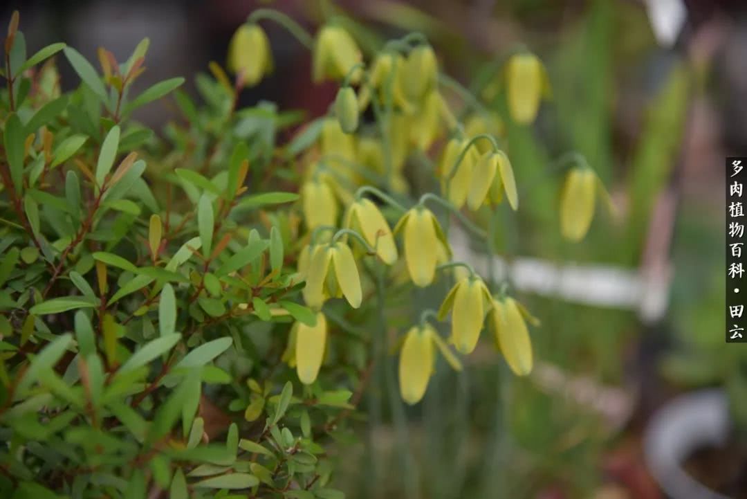推开多肉世界的门，原来你与美食来自同一国度！