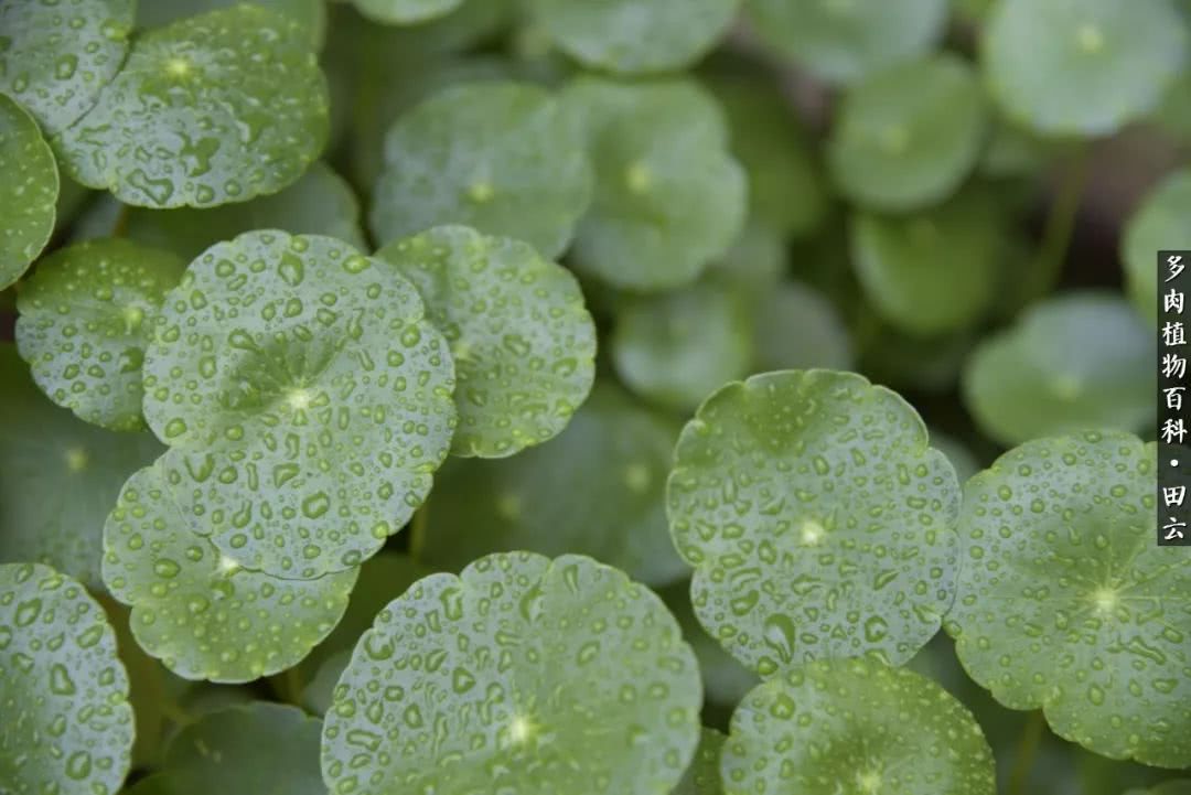 推开多肉世界的门，原来你与美食来自同一国度！