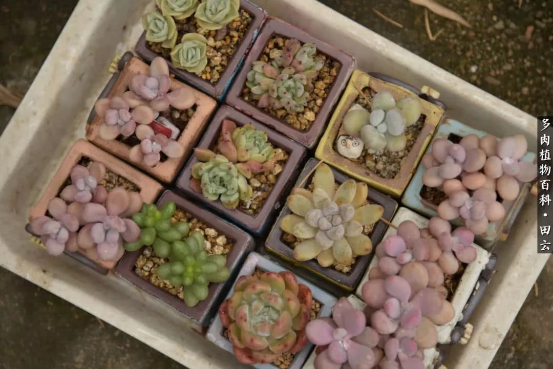 推开多肉世界的门，原来你与美食来自同一国度！