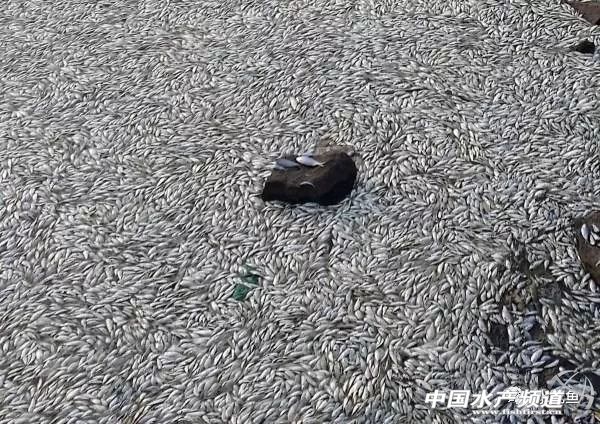 最近塘里鱼浮头死亡是什么原因,鱼塘鱼大面积死亡原因判断