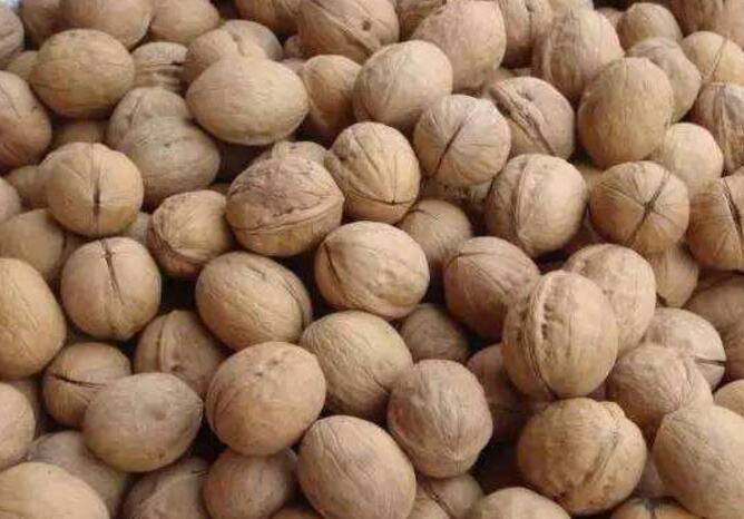 四川正宗核桃,四川特产核桃大全