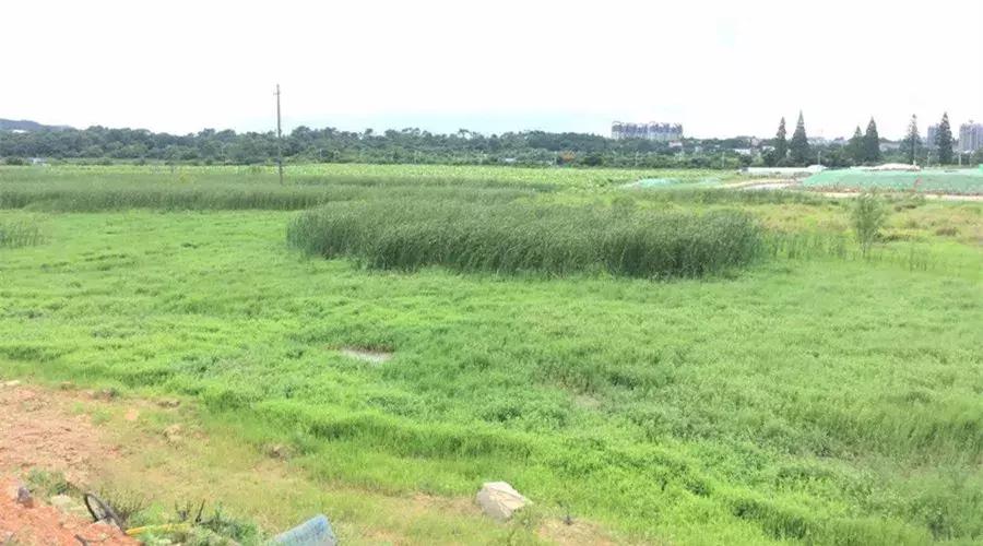 长沙房价新政策最新消息,长沙的房价新政策