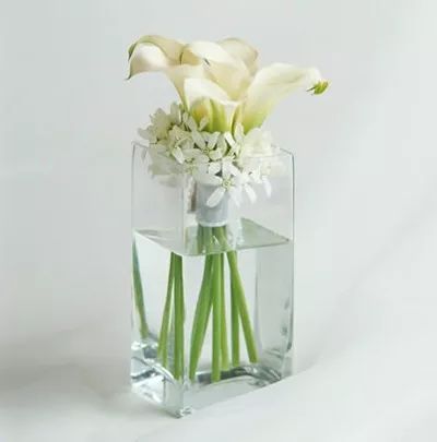 珍稀马蹄莲,如何让马蹄莲一年四季都活着