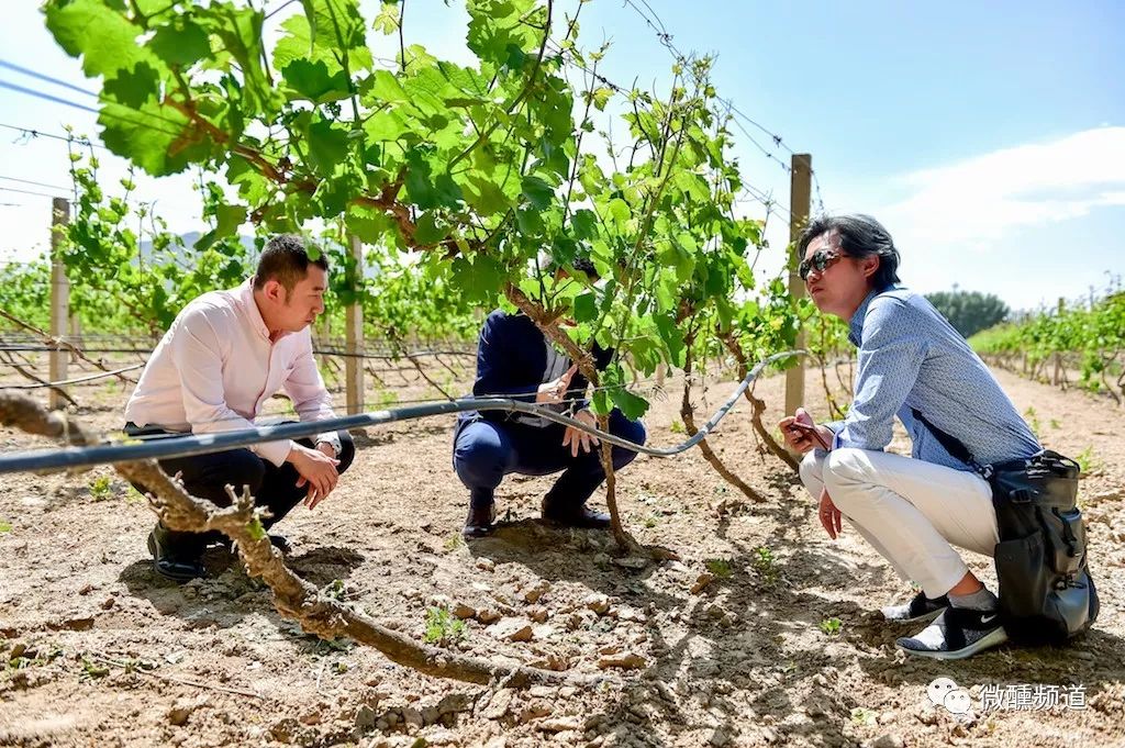 长城桑干酒庄哪款酒好,长城桑干酒庄官方旗舰店