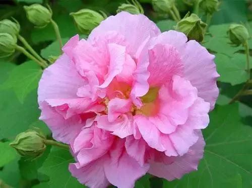 100种的鲜花花语合集,100种花的寓意和花语