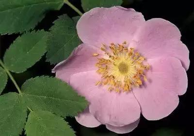 100种象征着爱情的花的花语,满天星花有几种颜色对应的花语