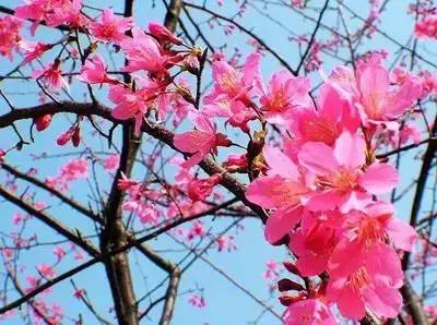 100种的鲜花花语合集,100种花的寓意和花语