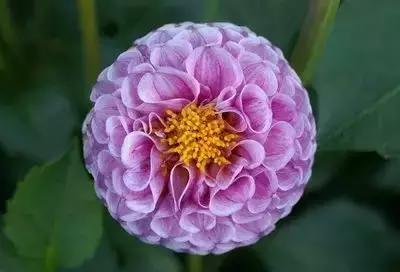 100种象征着爱情的花的花语,满天星花有几种颜色对应的花语