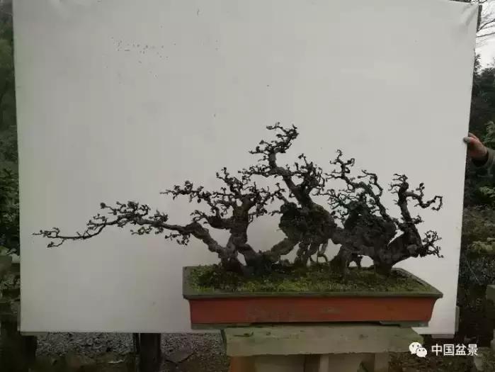 左世新金弹子盆景直播,左世新根艺金弹子