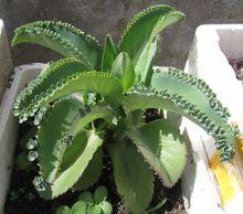 落地生根不死鸟窄叶,落地生根花不死鸟