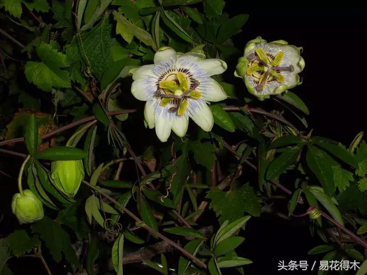 百香果栽培的最佳温度,百香果苗栽培多久能结果