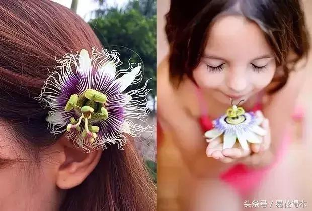 百香果栽培的最佳温度,百香果苗栽培多久能结果