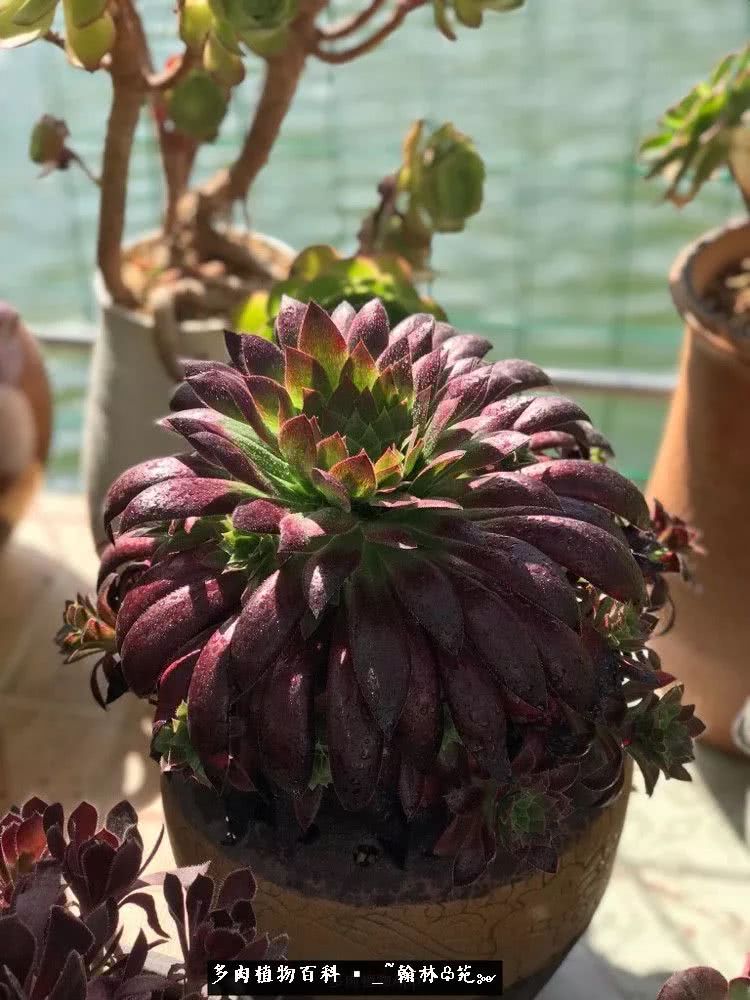 又一场法师视觉盛宴欣赏：翰林苑的昆明多肉花园！