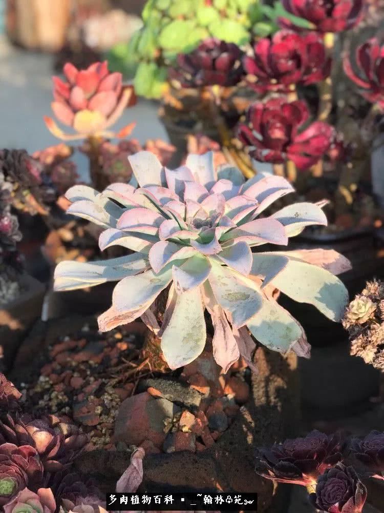 又一场法师视觉盛宴欣赏：翰林苑的昆明多肉花园！