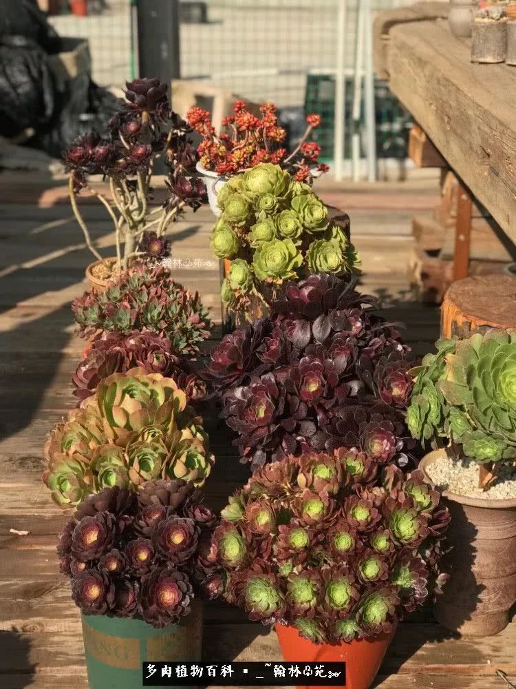 又一场法师视觉盛宴欣赏：翰林苑的昆明多肉花园！