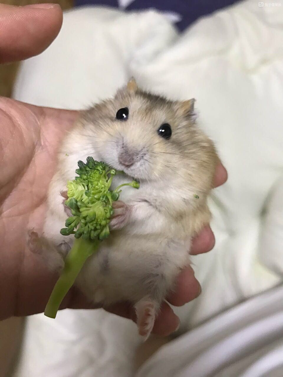 三只仓鼠游戏,三只仓鼠选什么笼子