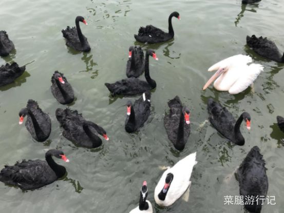 广州长隆野生动物园地址,广州长隆野生动物园打卡文案