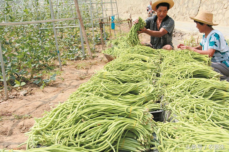 毒死蜱能防治什么害虫,毒死蜱禁用